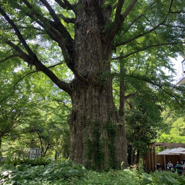 日比谷公園 首かけイチョウ