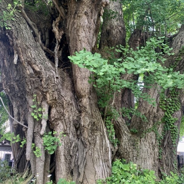 善福寺のイチョウ