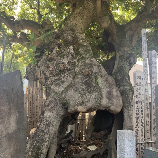 金嶺寺のタブノキ